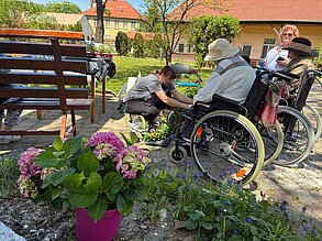 Hortensien für die Beete unter der Platane