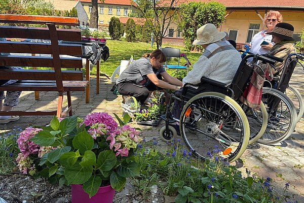 Eine rosa Hortensie im Topf, dahinter wird gepflanzt